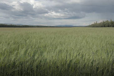 agricultural production property for sale alaska schultz farms