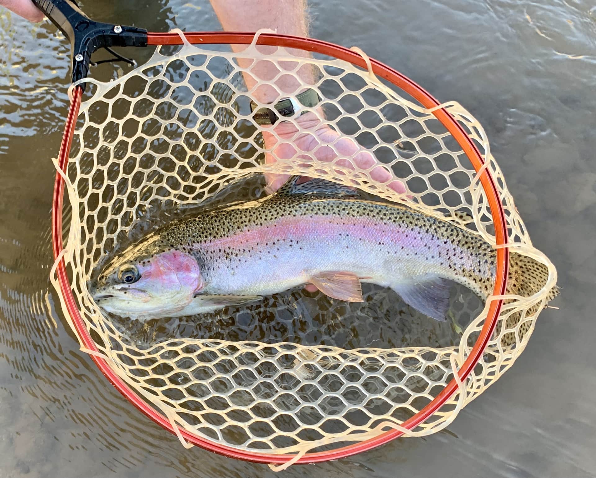 big cutbow trout brown net new mexico los trigos ranch 2