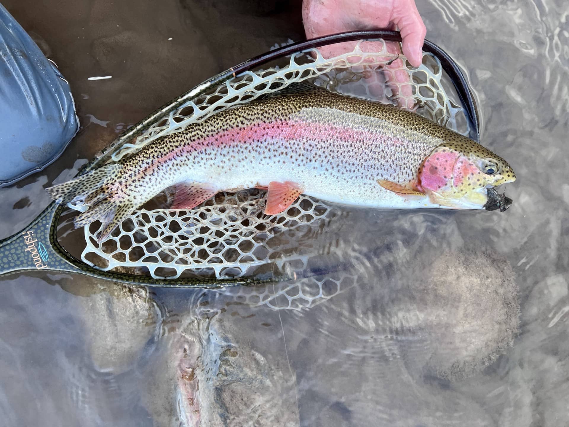 big cutbow trout net new mexico los trigos ranch 2