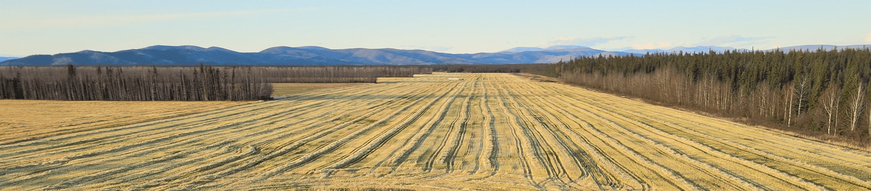 Cut wheat fields alaska schultz farms