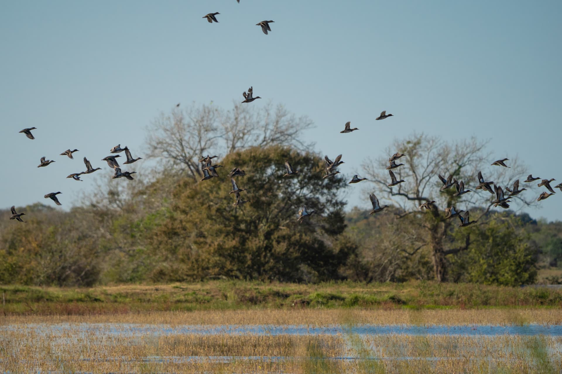 ducks in flight texas 4lj3 ranch