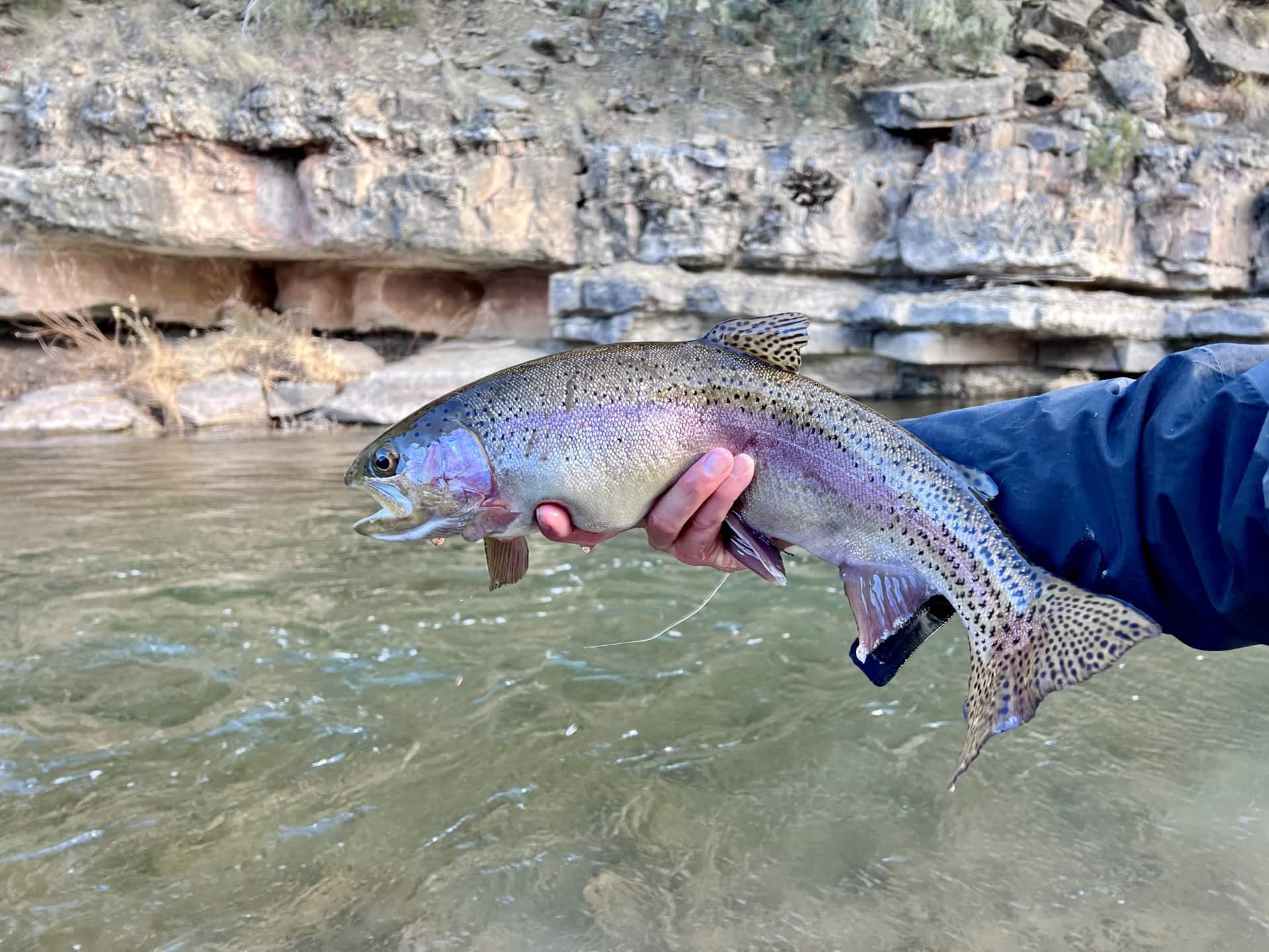 fat rainbow trout new mexico los trigos ranch 2