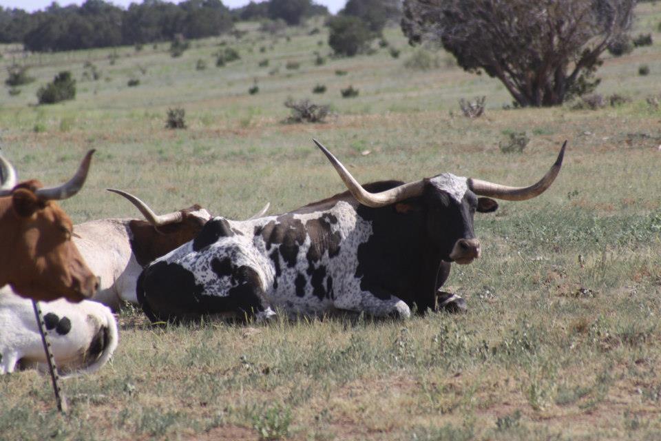 longhorn herd new mexico founders ranch