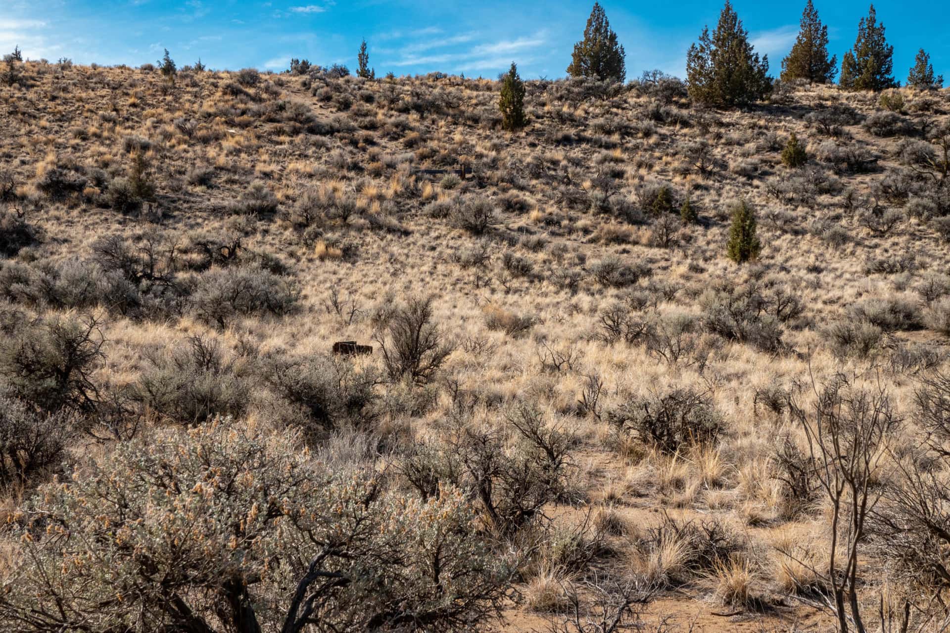 native bunchgrass oregon millican desert ranch