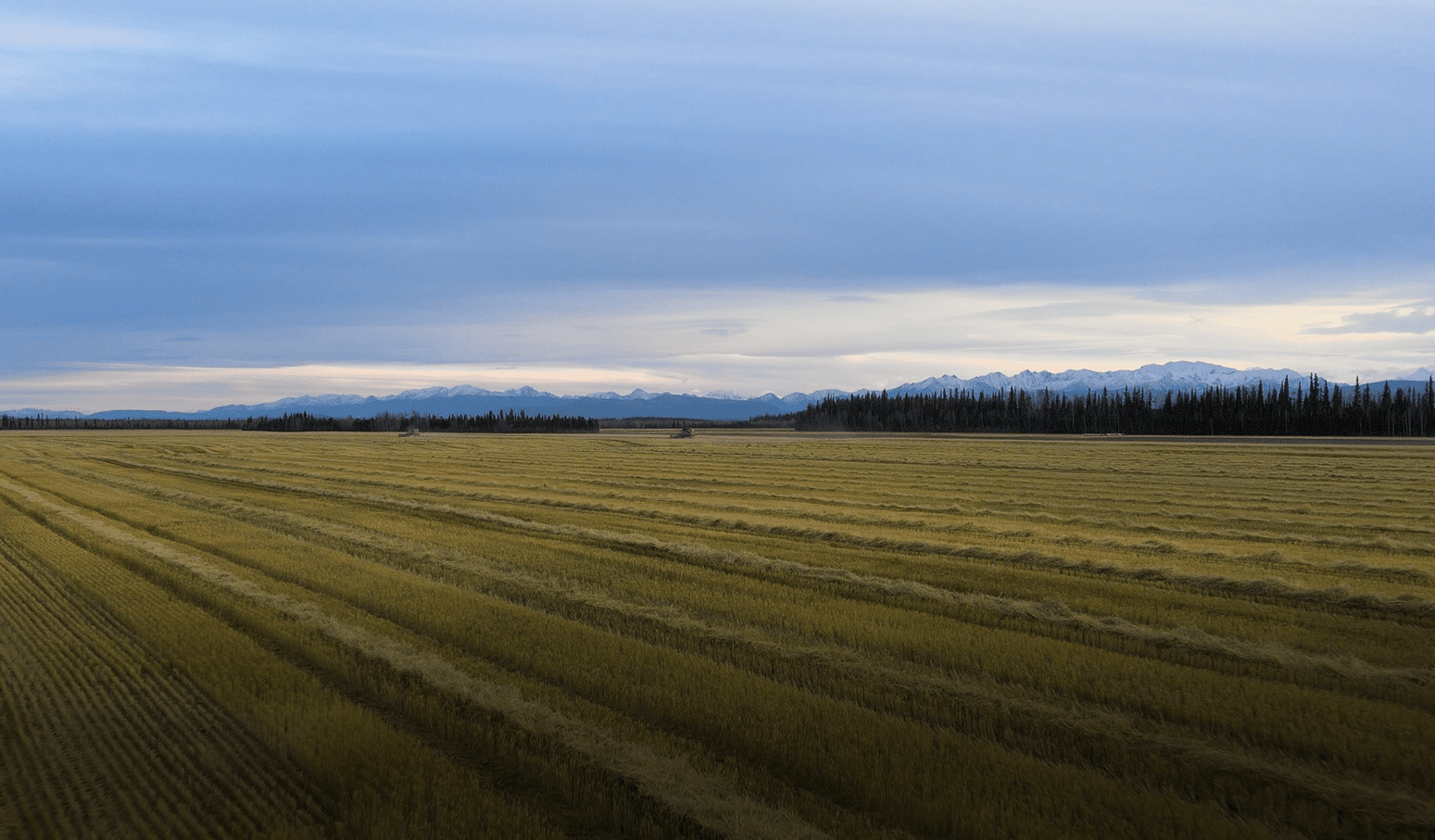 Ready to harvest alaska schultz farms