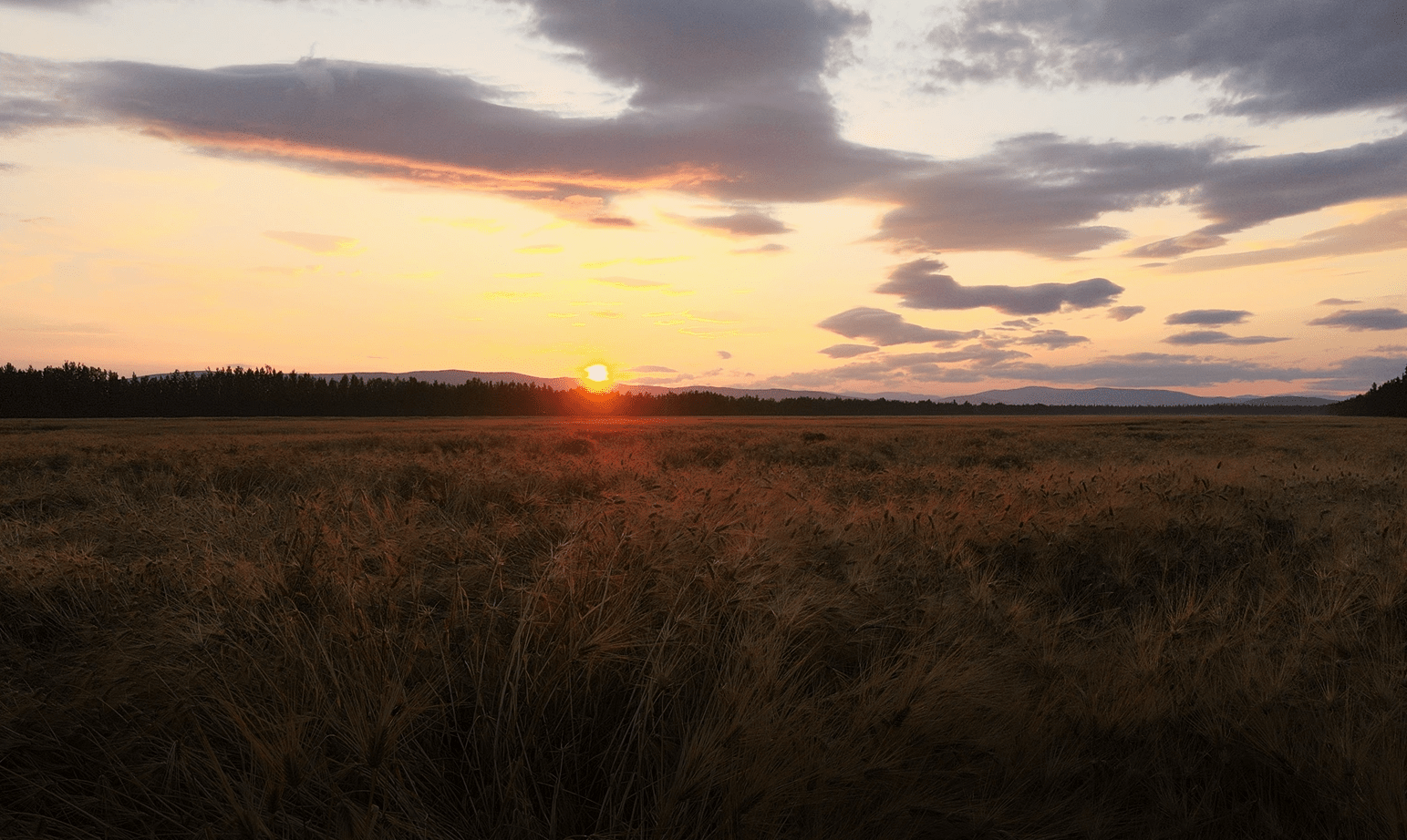 Sunset wheat field alaska schultz farms