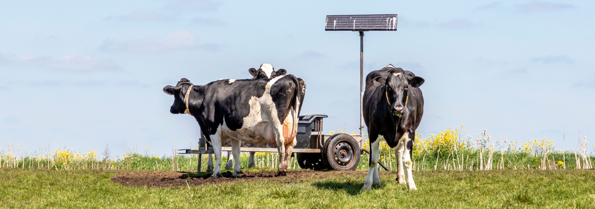 Cows drinking trough on solar energy in the pasture, in the pold
