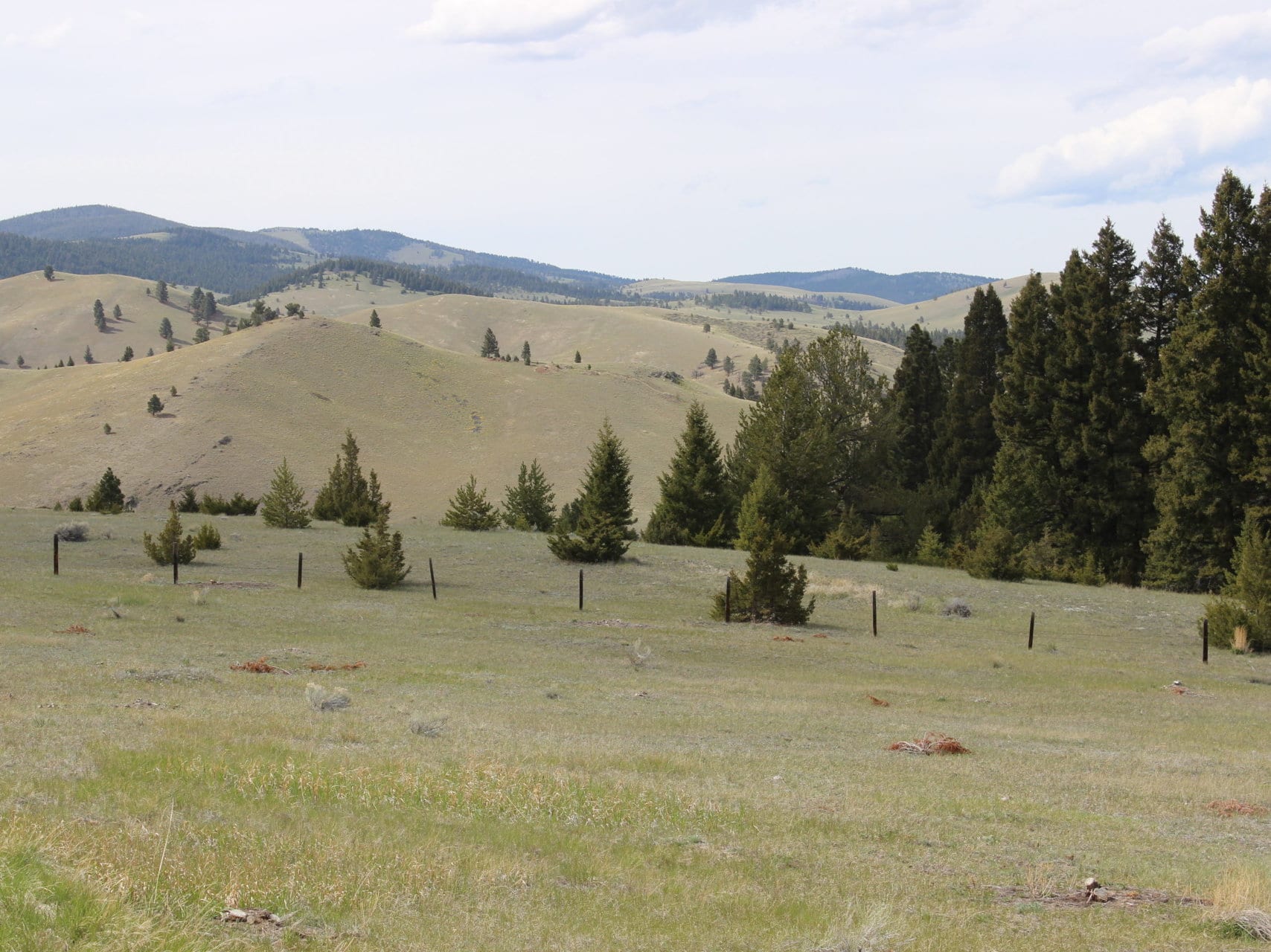 BLM Grazing Montana Stagecoach Road Ranch