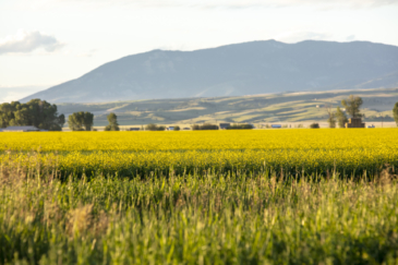 agricultural production property for sale montana spring family farm