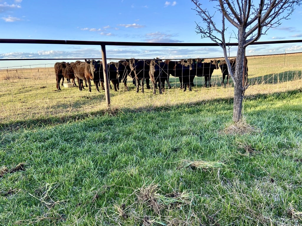cattle grazing wyoming ef ranch