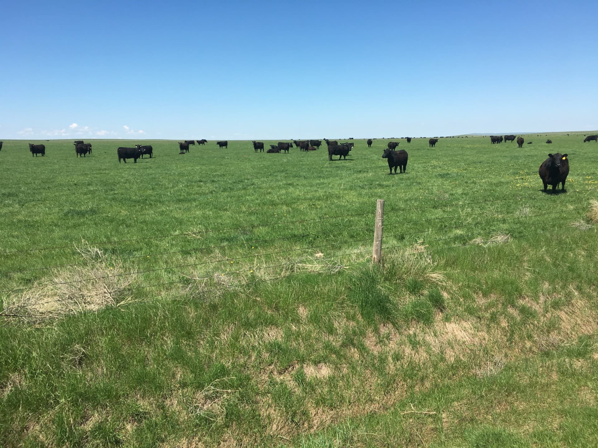 cows south dakota northern plains grassland and cattle ranch