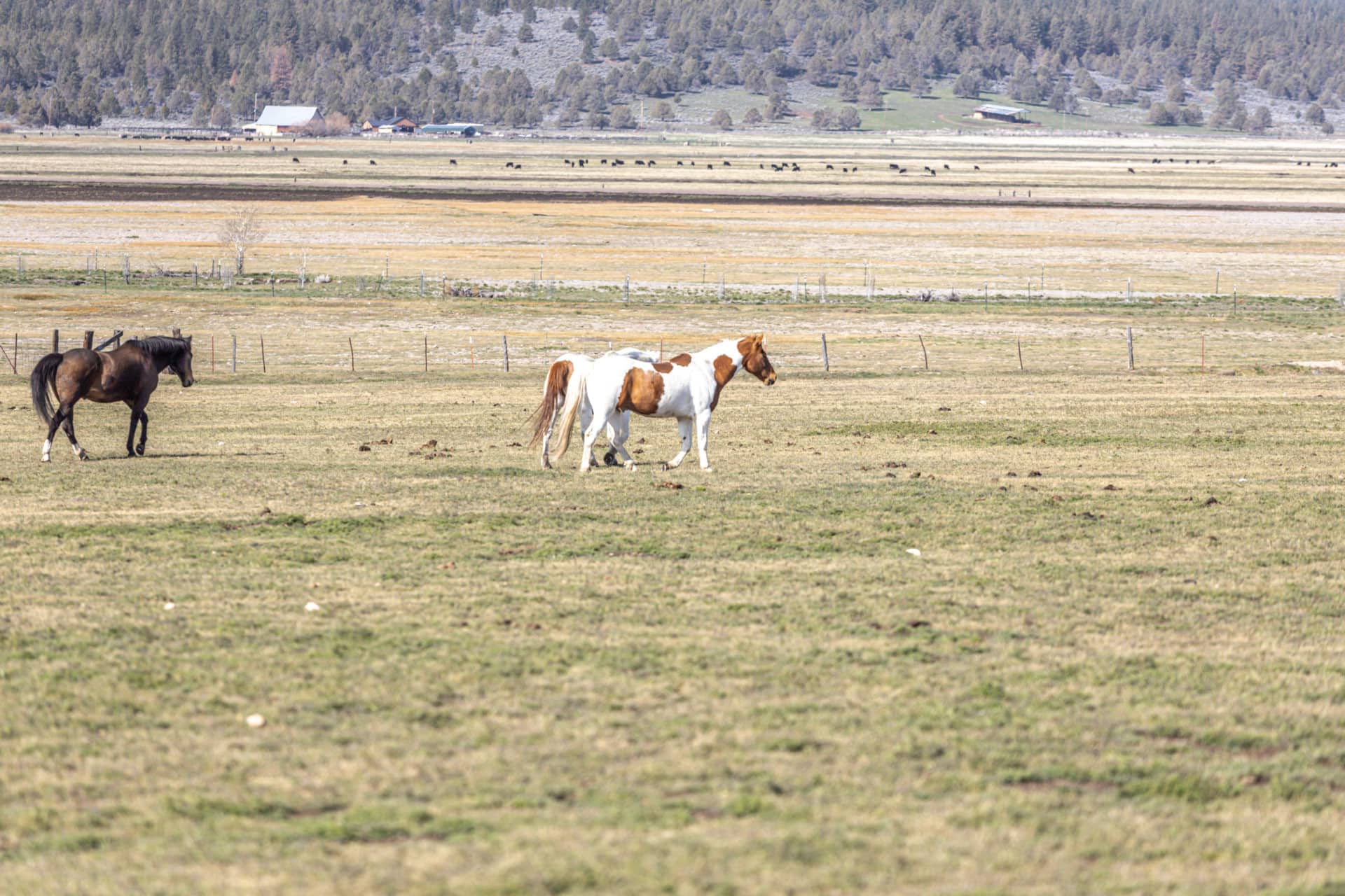 equestrian property for sale oregon deming ranch Fay Ranches