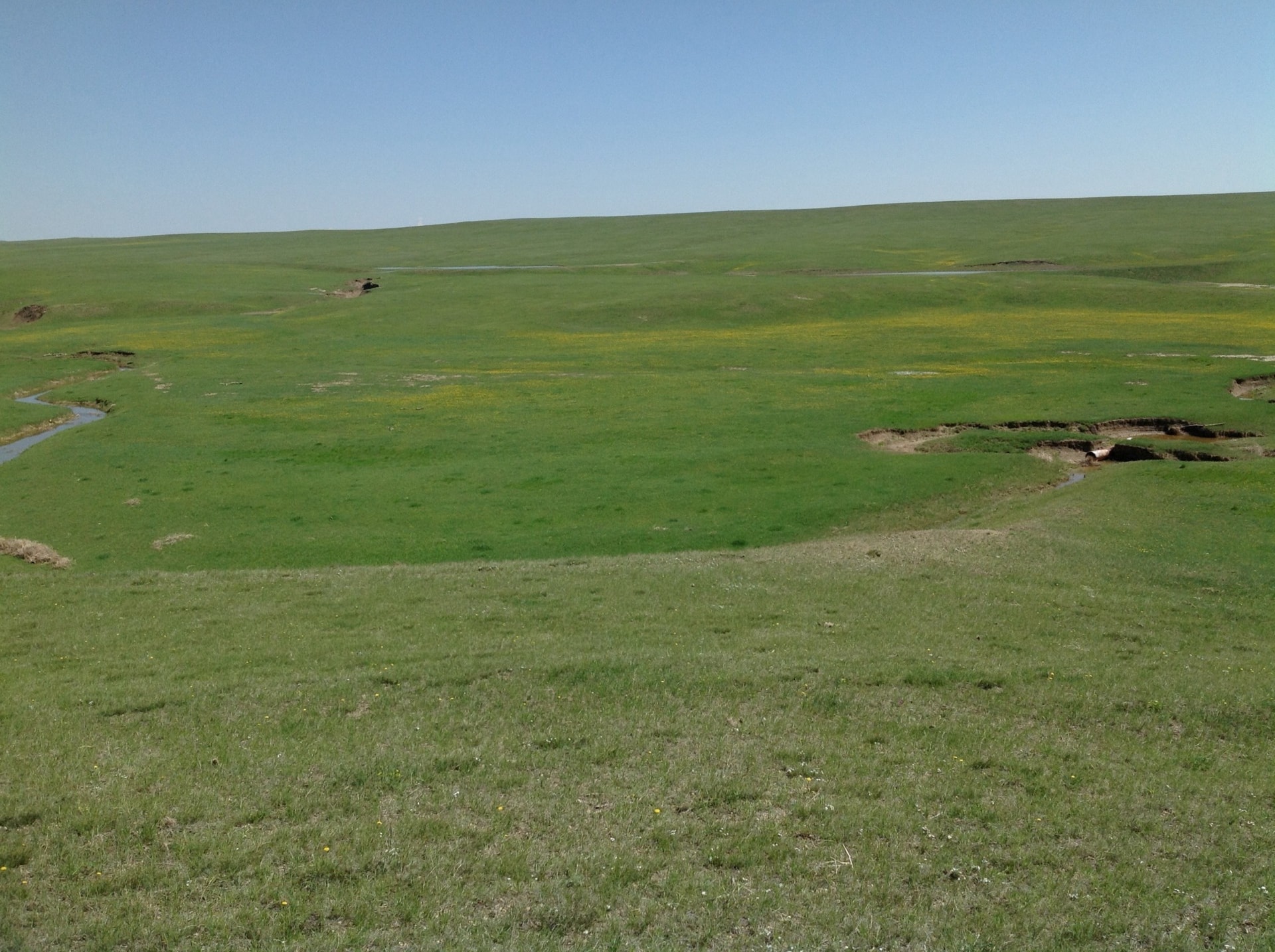 grass south dakota northern plains grassland and cattle ranch