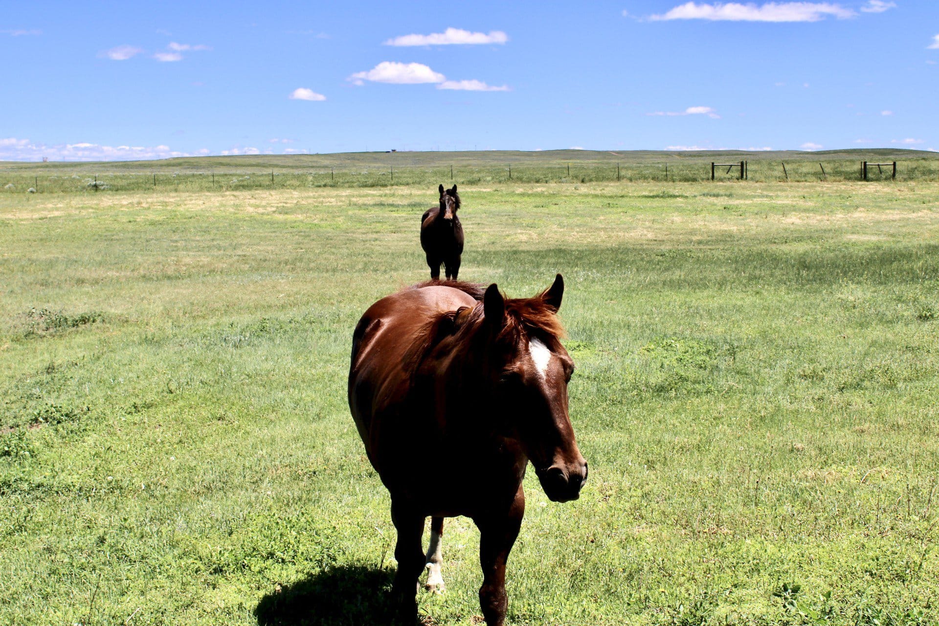 horses 2 wyoming ef ranch