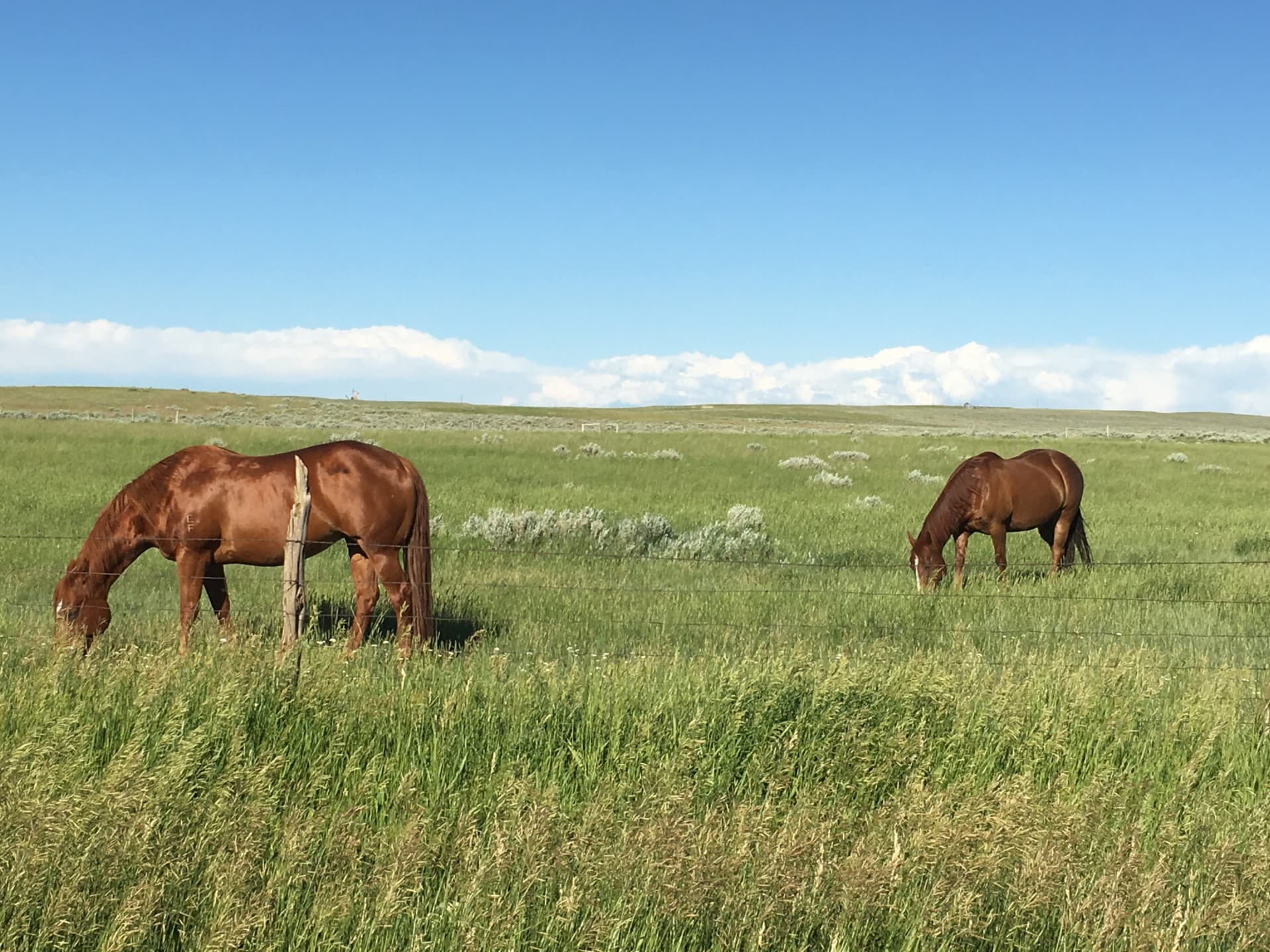 horses wyoming ef ranch