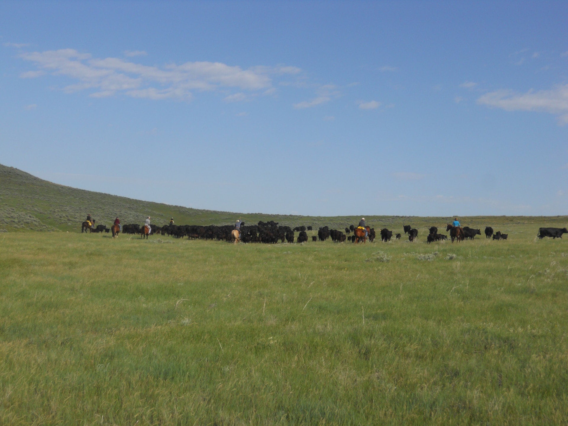 income producing cattle montana four bar five ranch