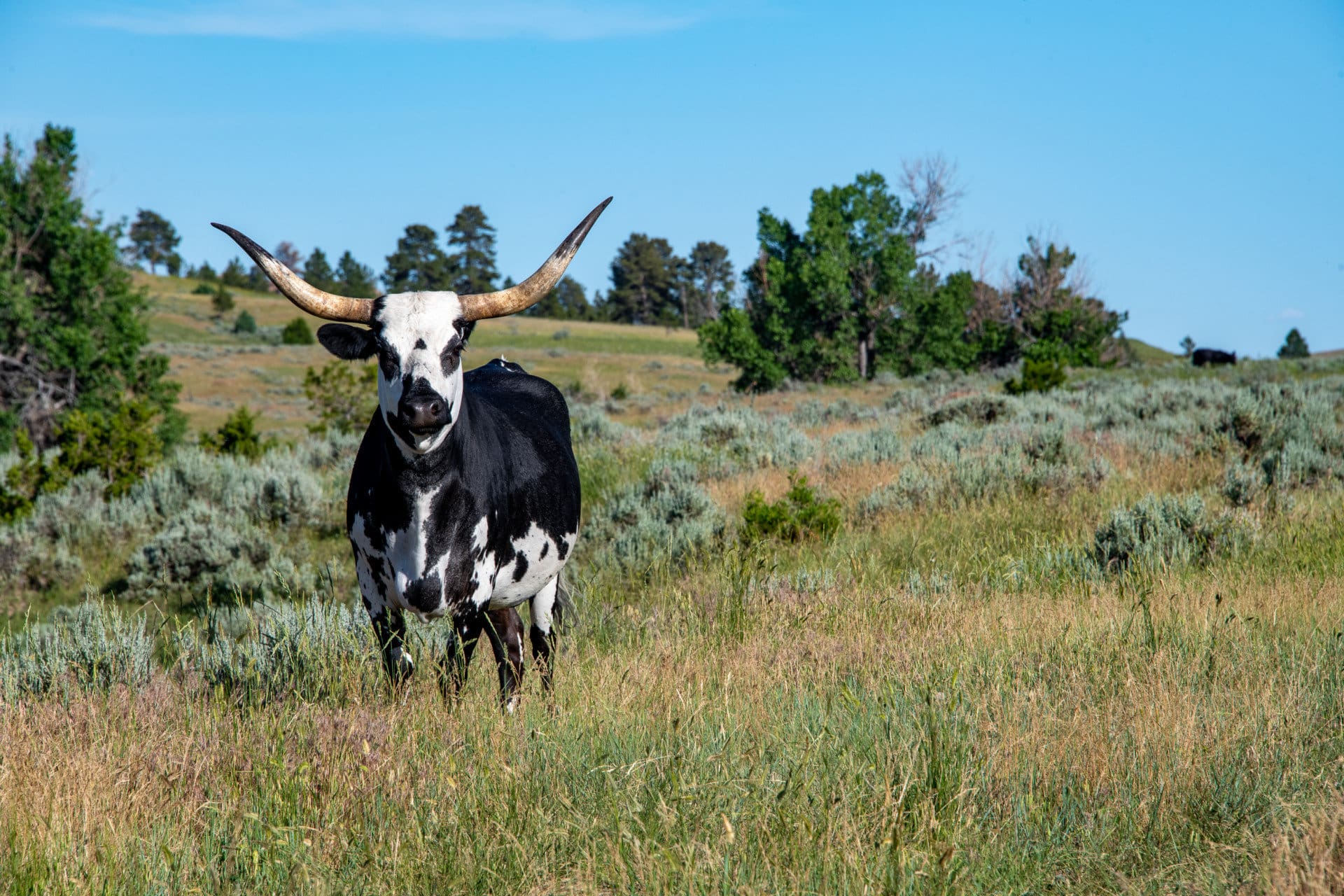longhorn cow montana four bar five ranch