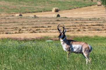montana ranch for sale four bar five ranch