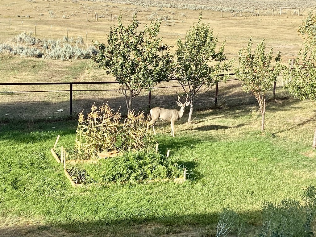 mule deer wyoming ef ranch
