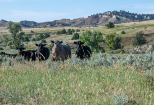 regenerative agriculture montana four bar five ranch