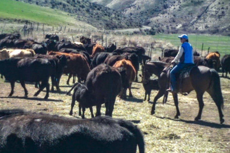 renee baker idaho real estate farm ranch sales family hunting