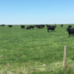 south dakota property for sale northern plains grassland and cattle ranch