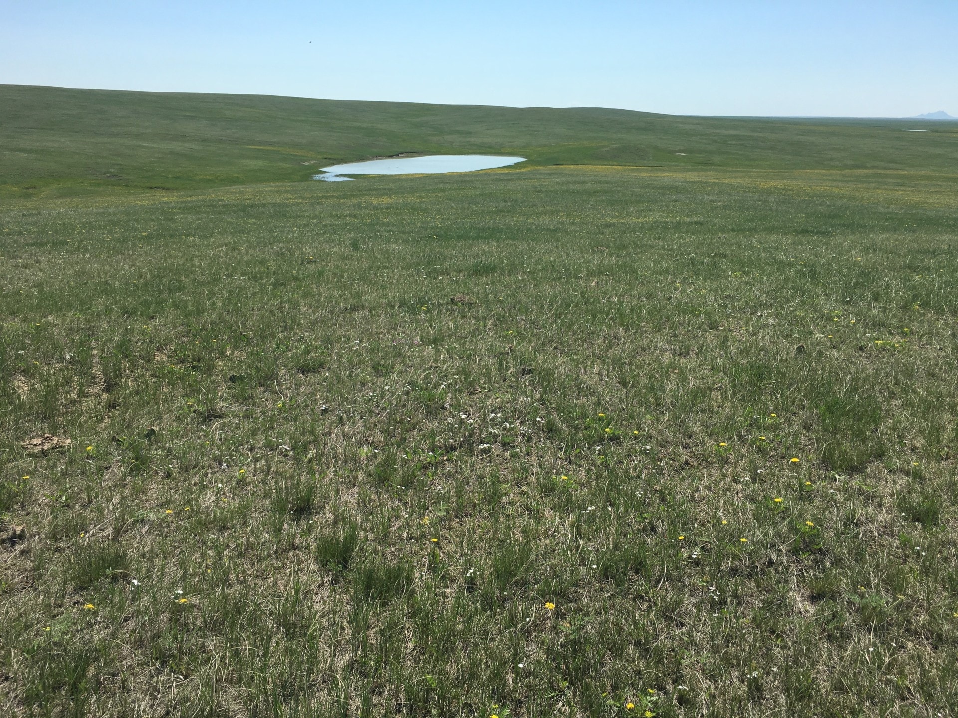 water pond south dakota northern plains grassland and cattle ranch