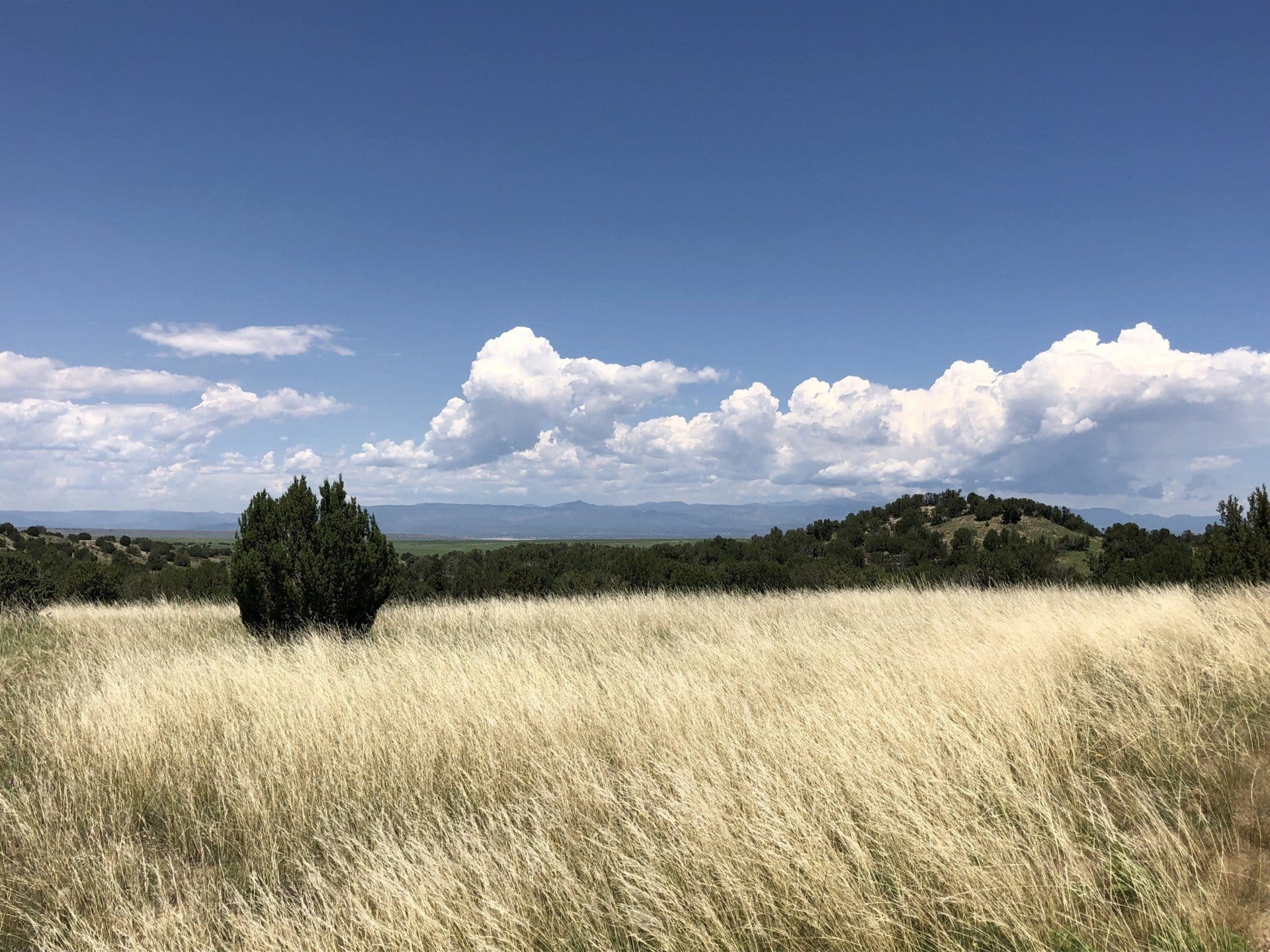 Grassy Meadow Mountain View Colorado Stone Creek Ranch