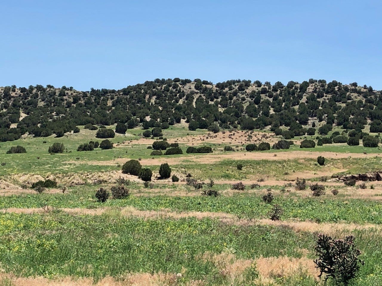 Juniper Covered Bluffs Colorado Stone Creek Ranch