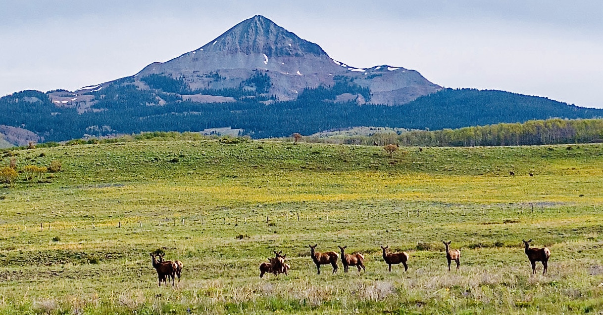 Lone Cone Elk Colorado Brumley Aspen Waters Ranch