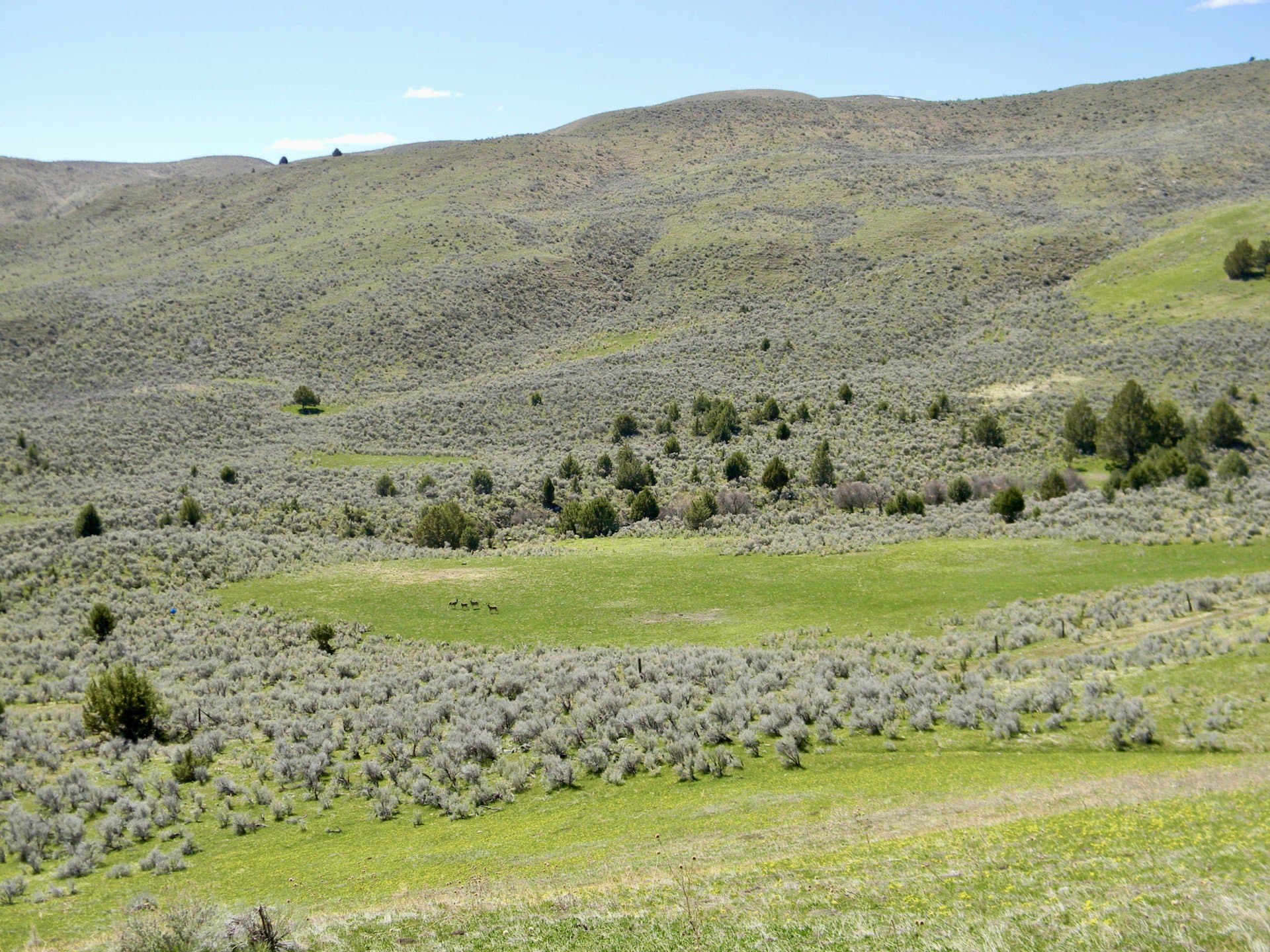Mule Deer oregon lost basin ranch