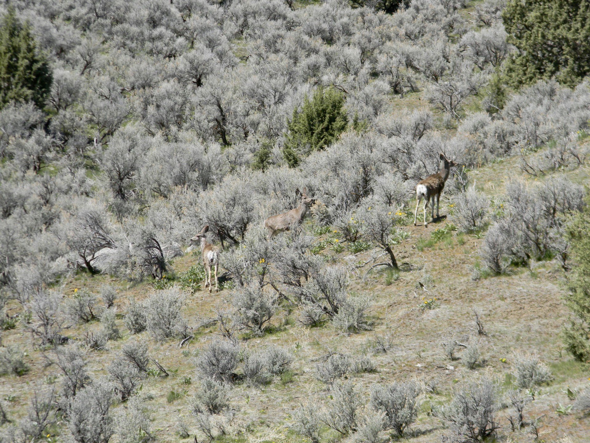 Sagebrush Mule Deer oregon lost basin ranch