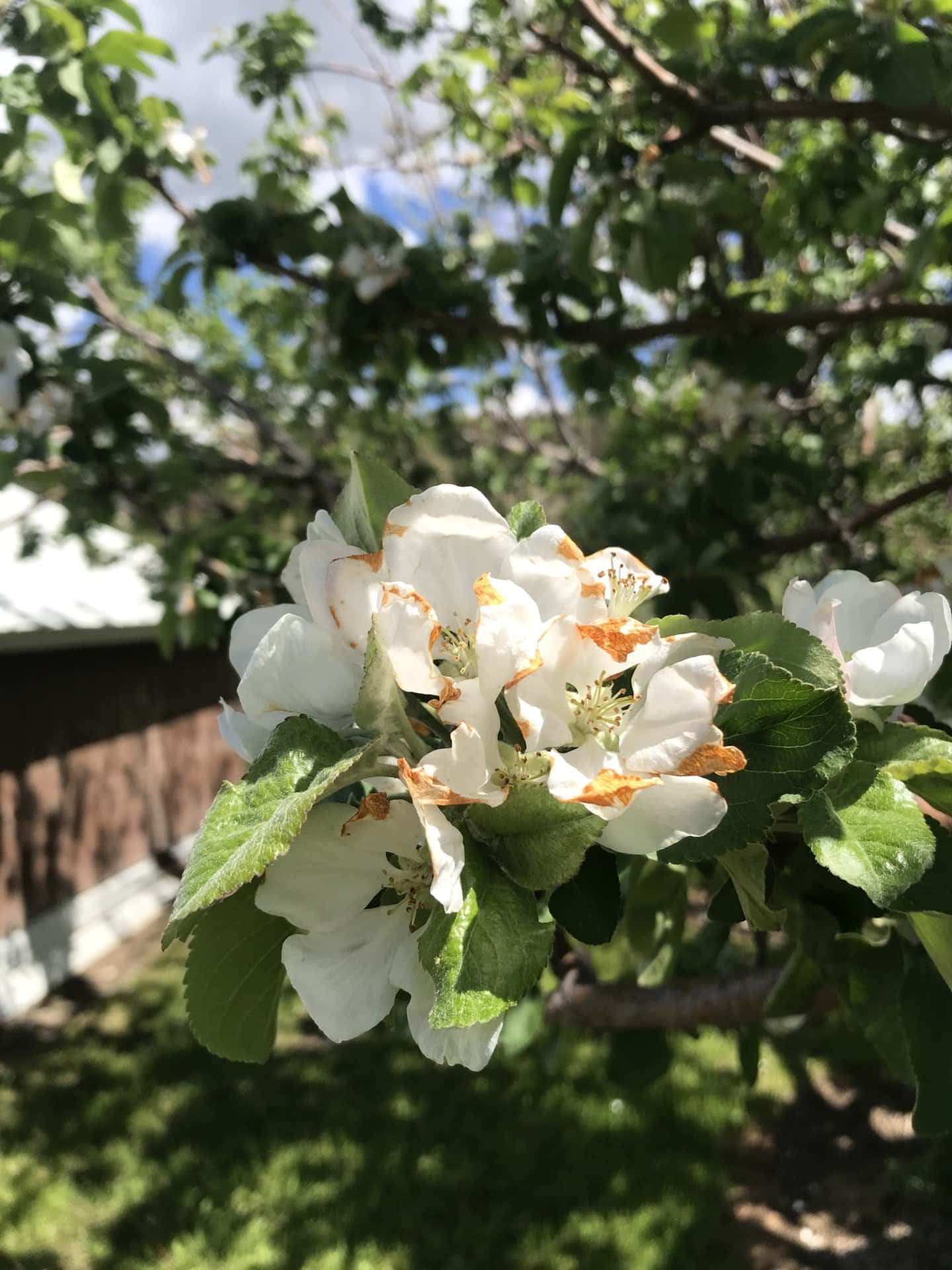 apple flowers Schock Ranch on the North Fork Montana