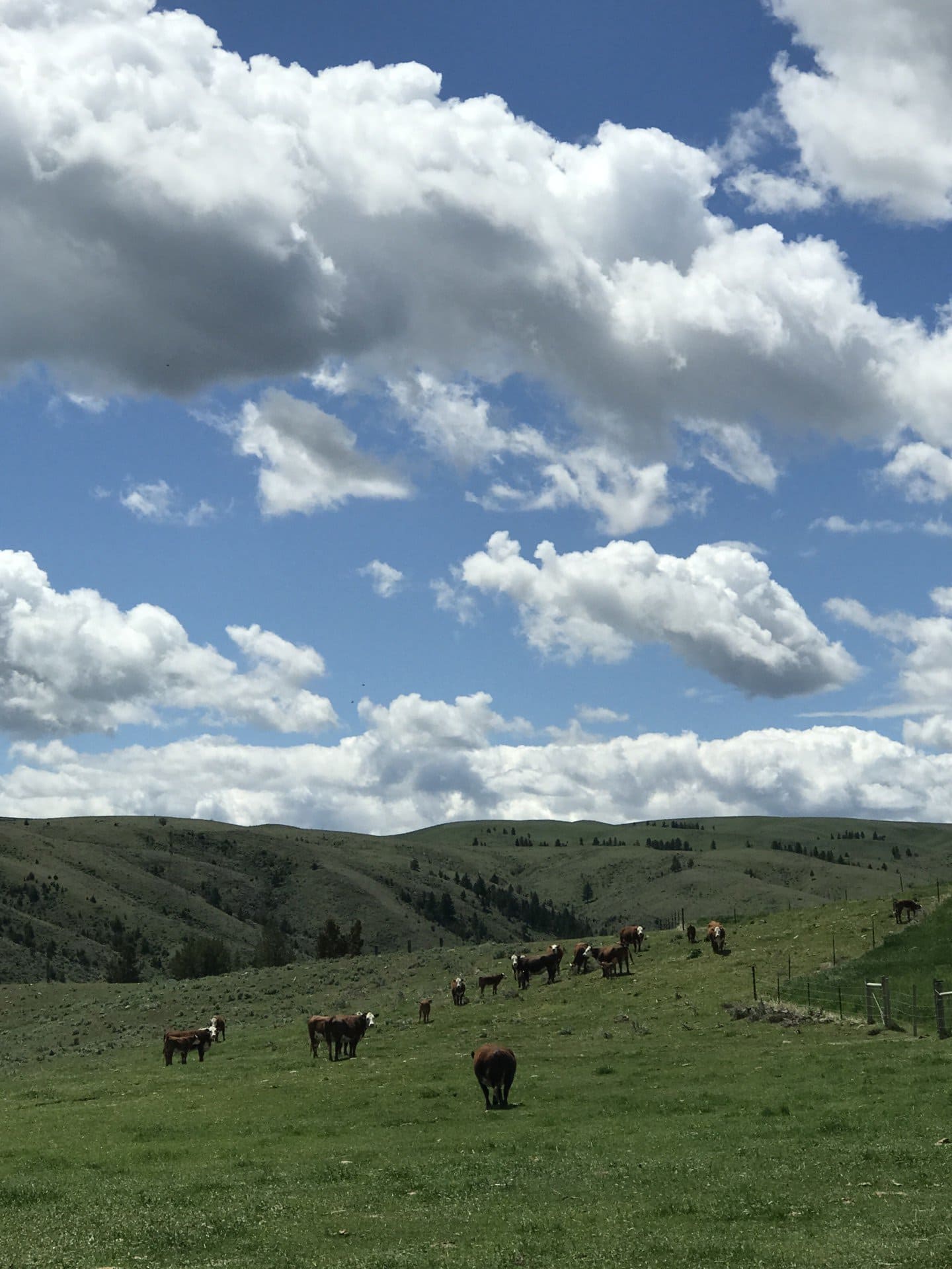 cattle Schock Ranch on the North Fork Montana