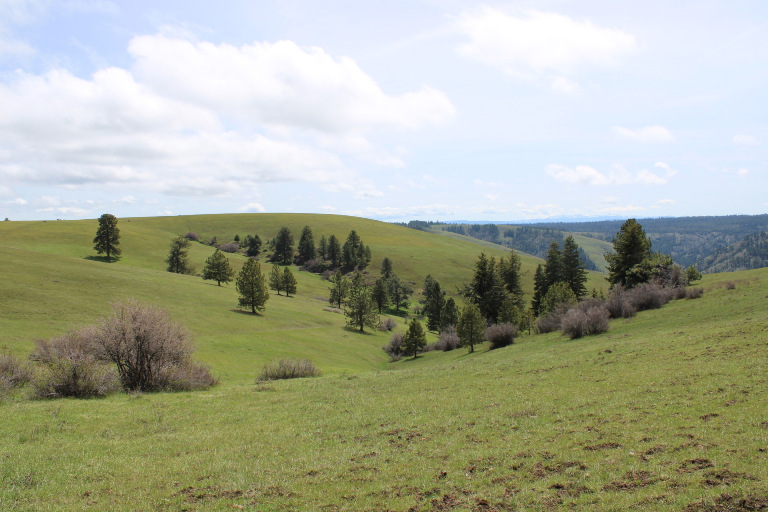 Birch Creek Ranch | Pilot Rock Oregon | Fay Ranches