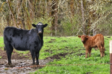cattle property for sale washington devil's bluff ranch