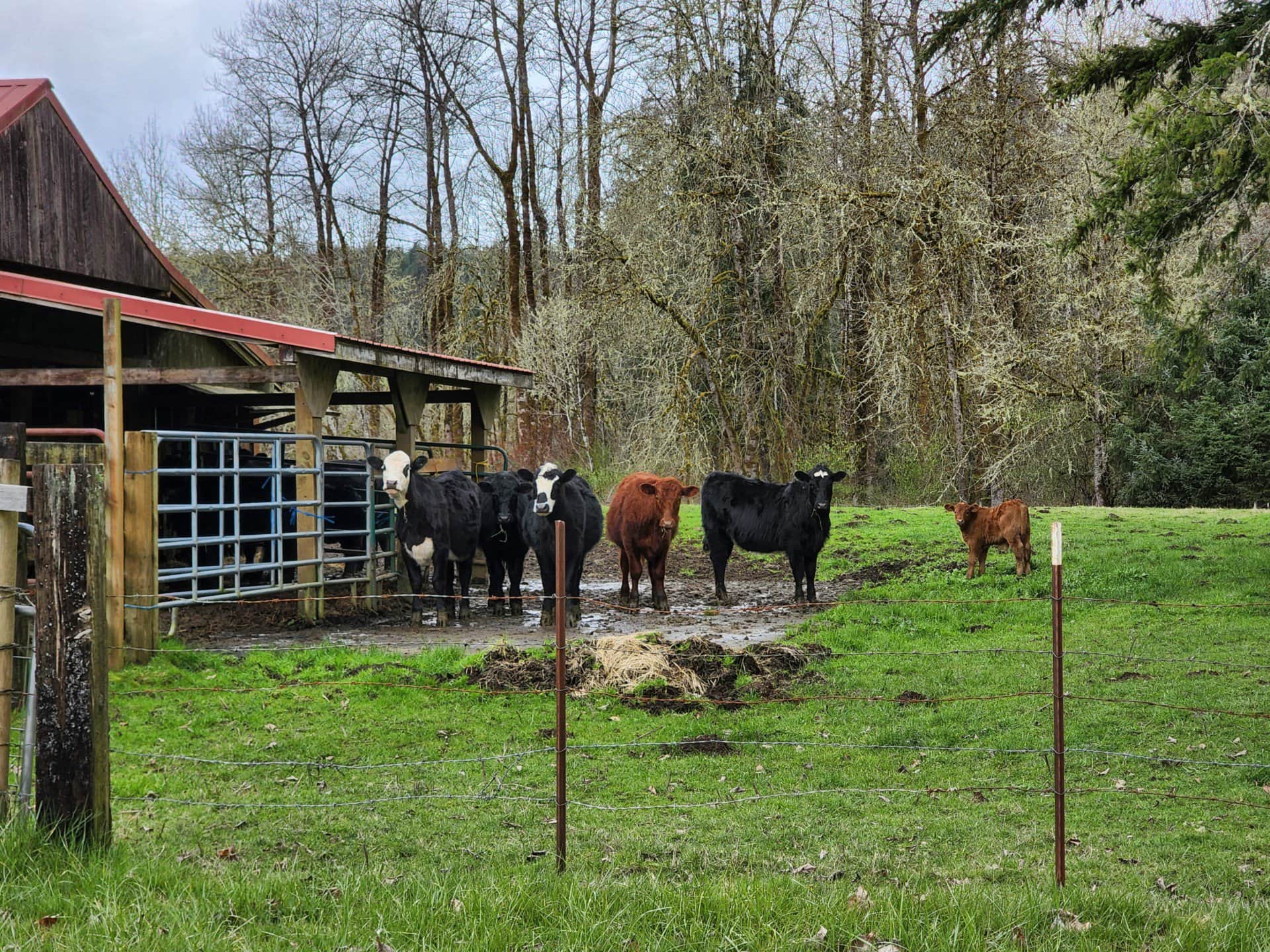 cow pasture washington devil's bluff ranch