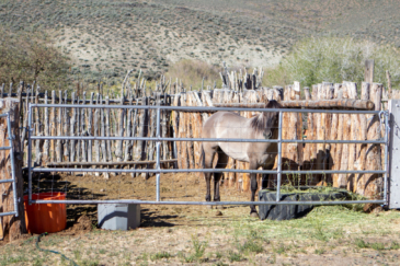 equestrian property for sale nevada smith creek ranch