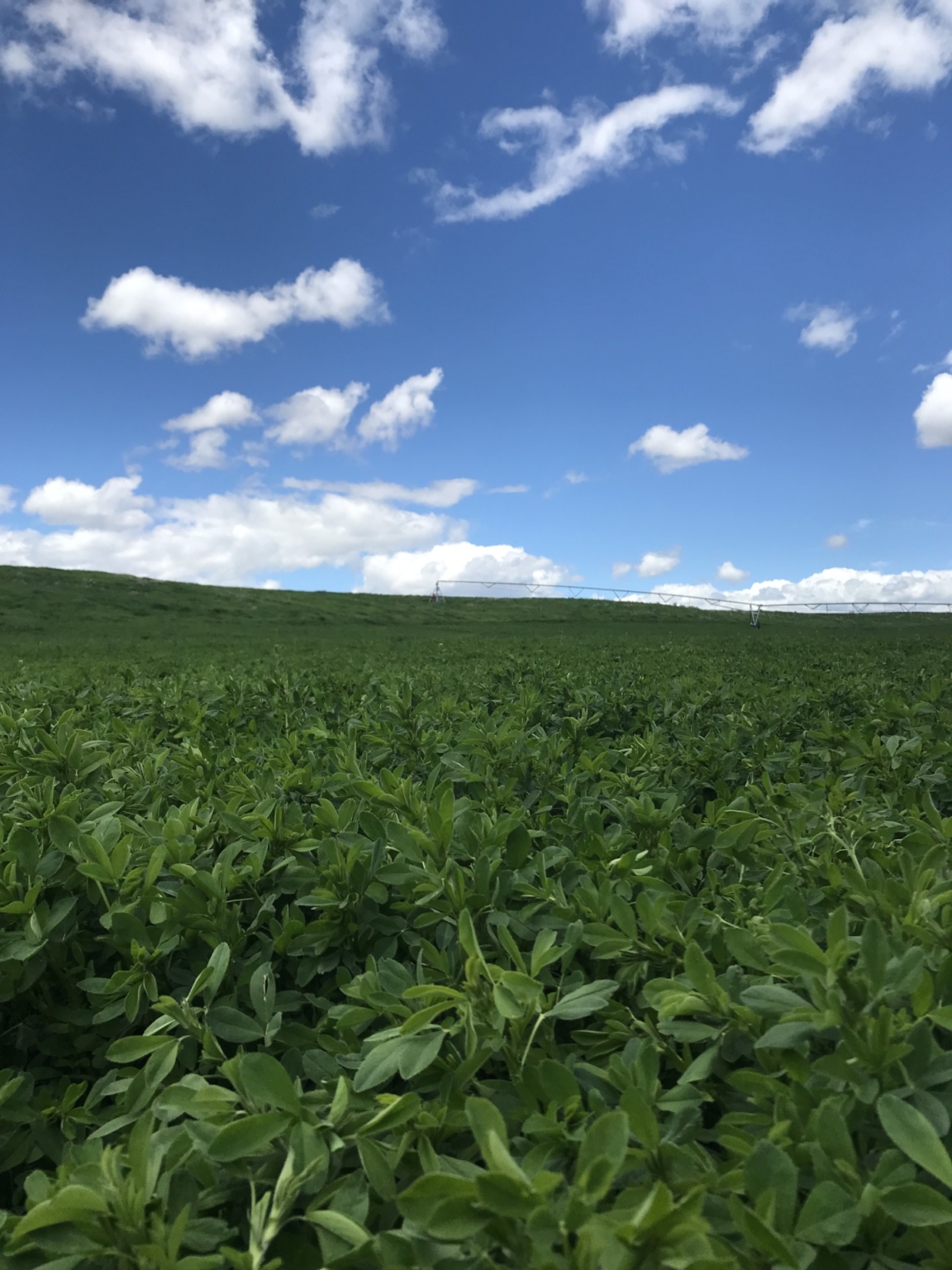 Schock Ranch on the North Fork Townsend Montana Fay Ranches
