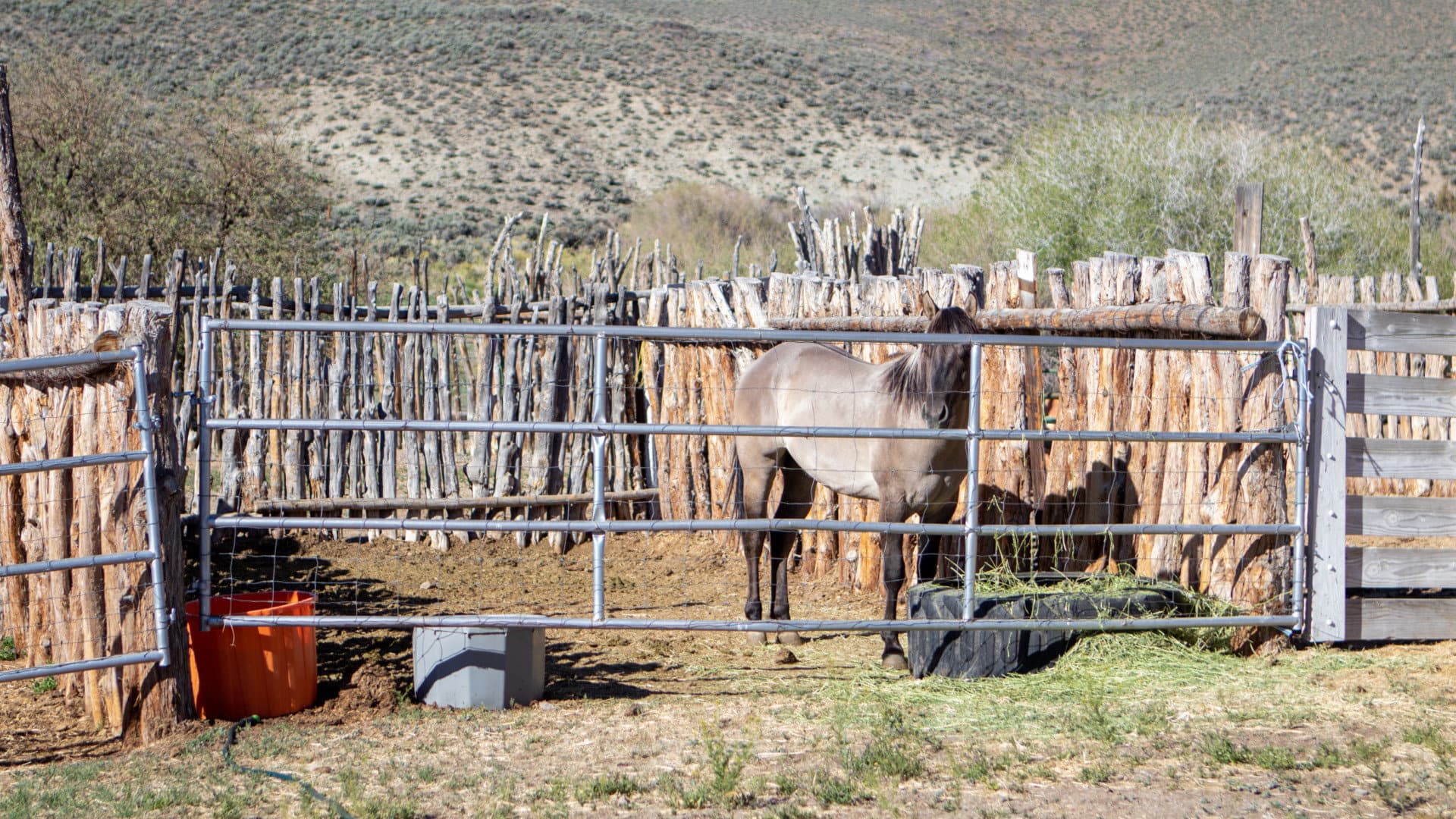 horse nevada smith creek ranch