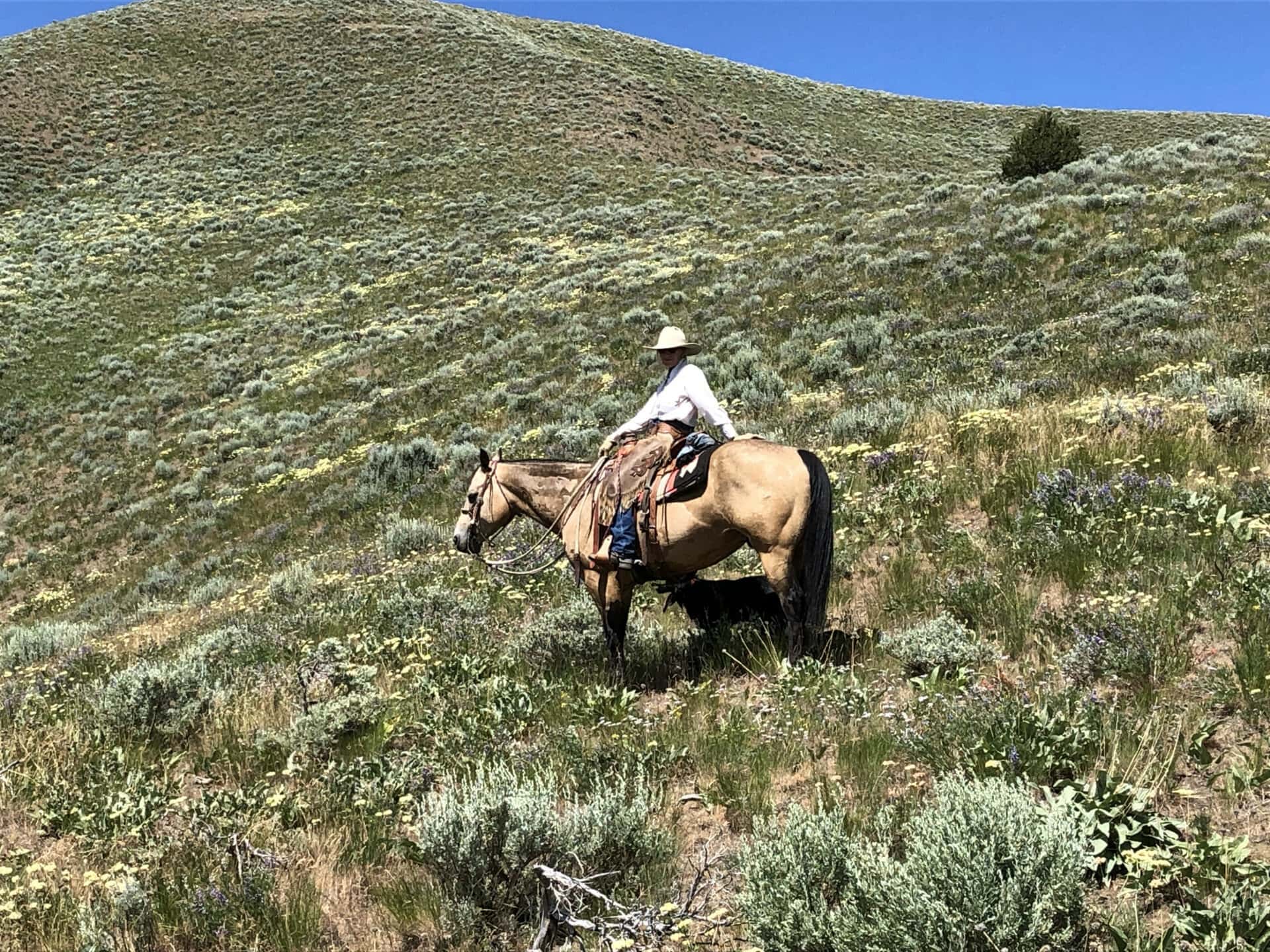 horse oregon lost basin ranch