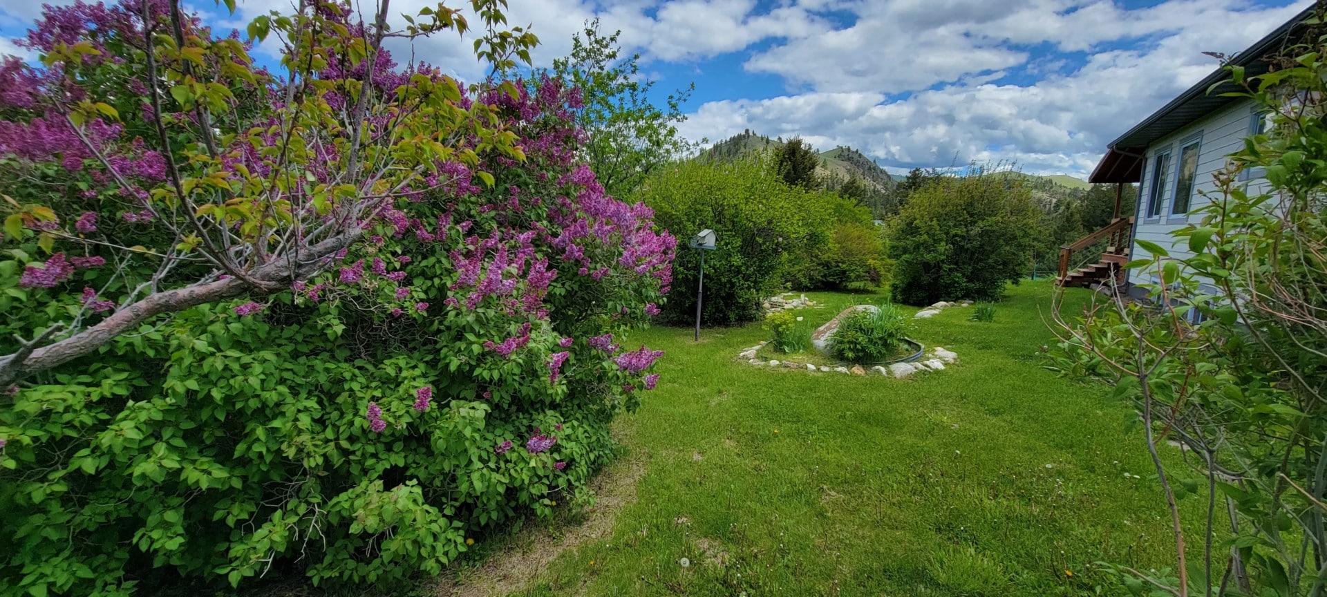 lilacs Schock Ranch on the North Fork Montana