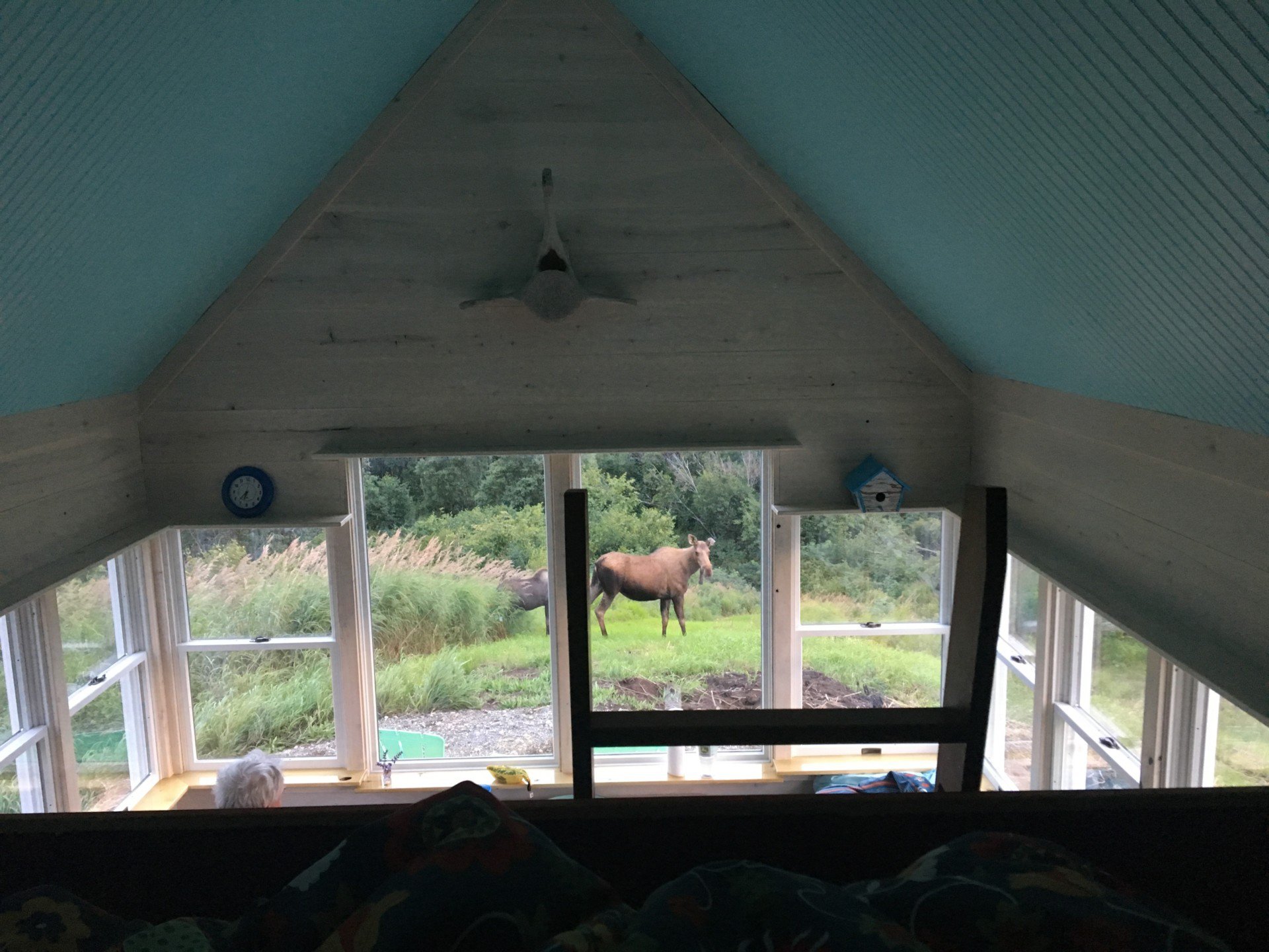 moose in window alaska high vista