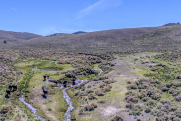 nevada cattle ranch for sale smith creek ranch