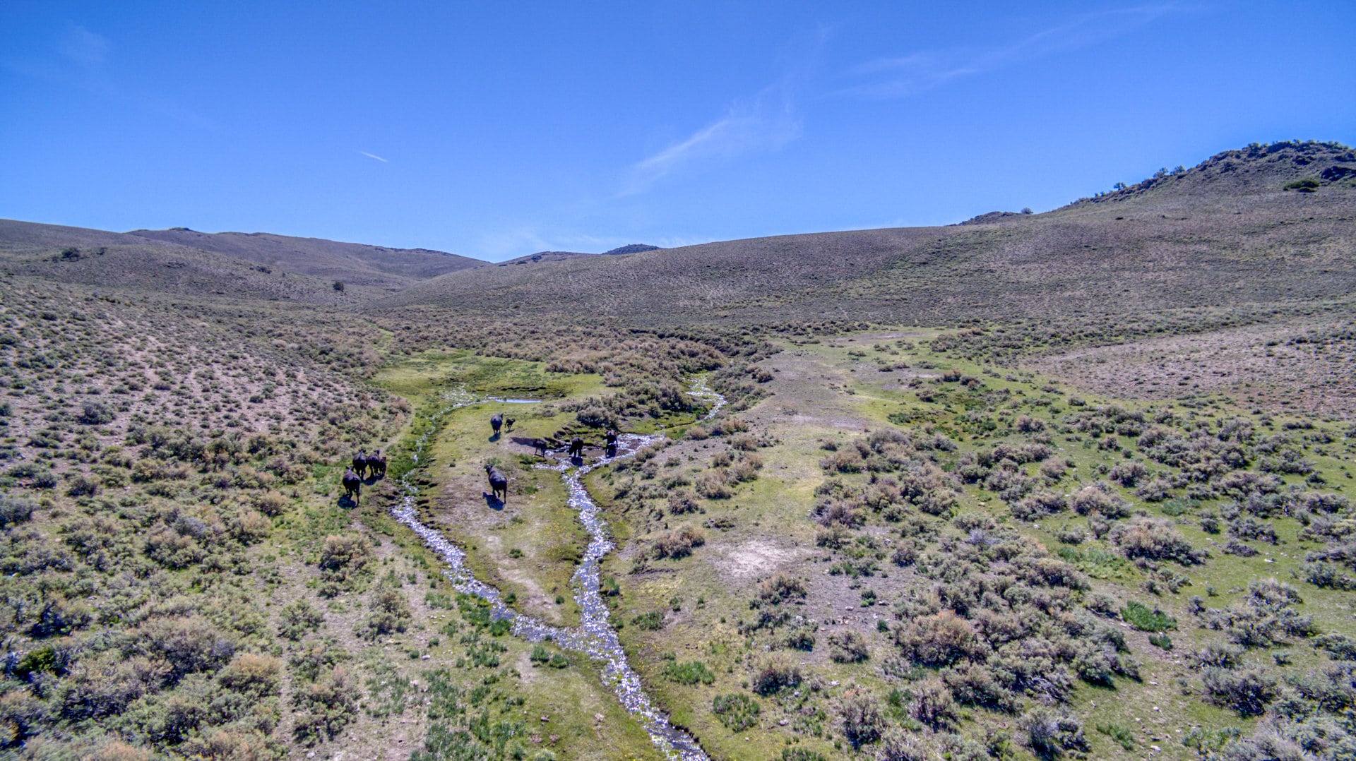stream cattle nevada smith creek ranch