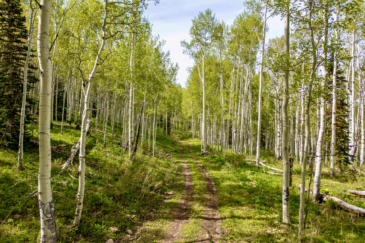 timber for sale Colorado Brumley Aspen Waters Ranch