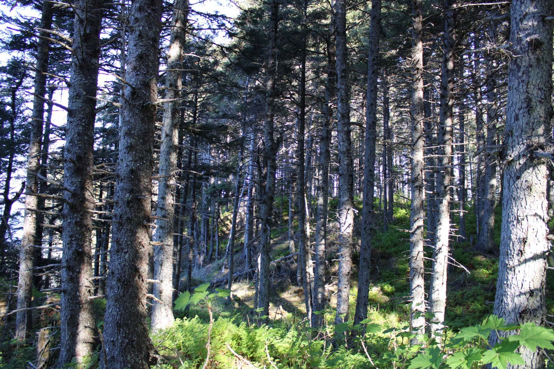 trees alaska passage island