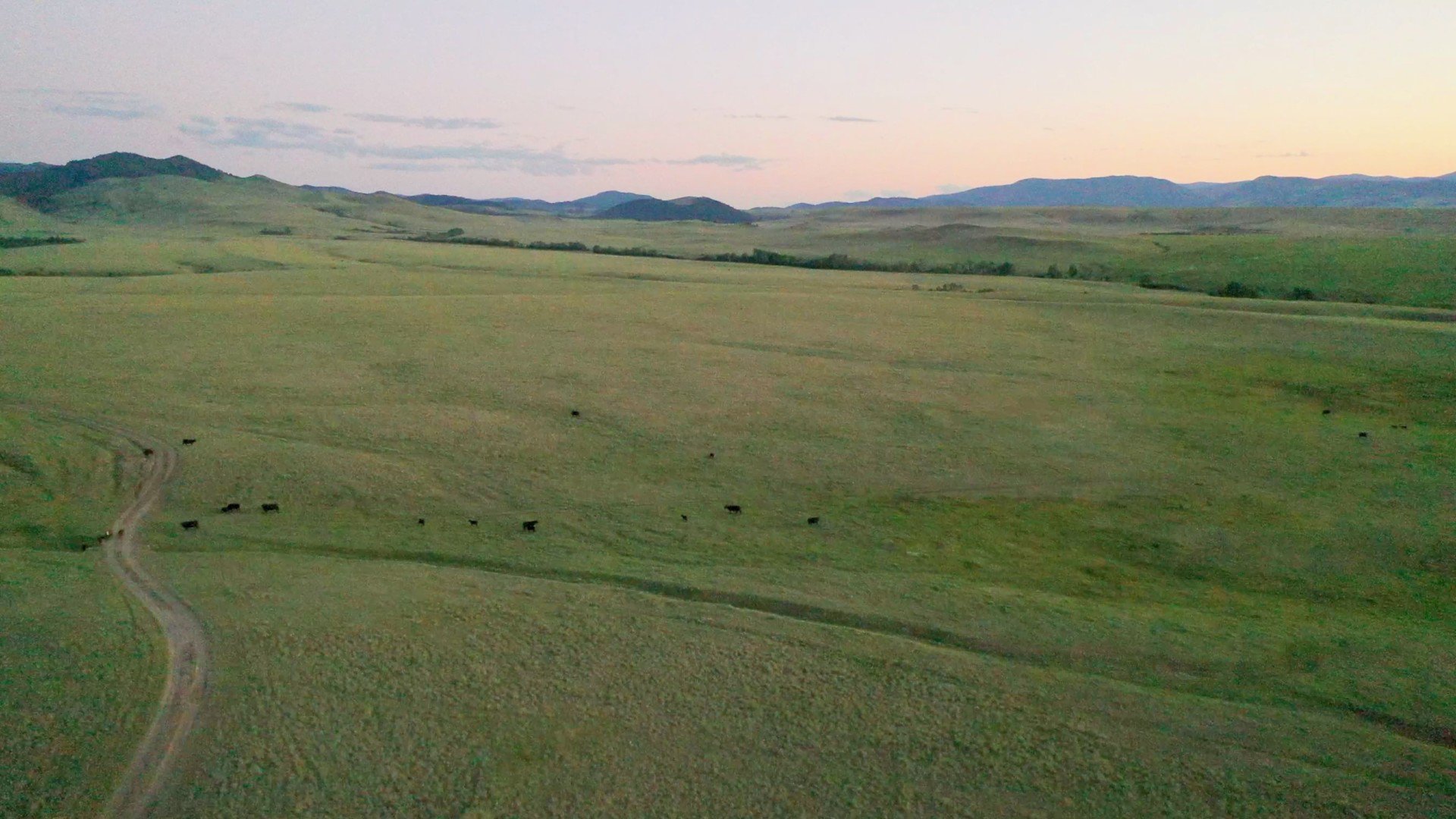 Aerial Cows Grazing Montana Barnes Creek Ranch