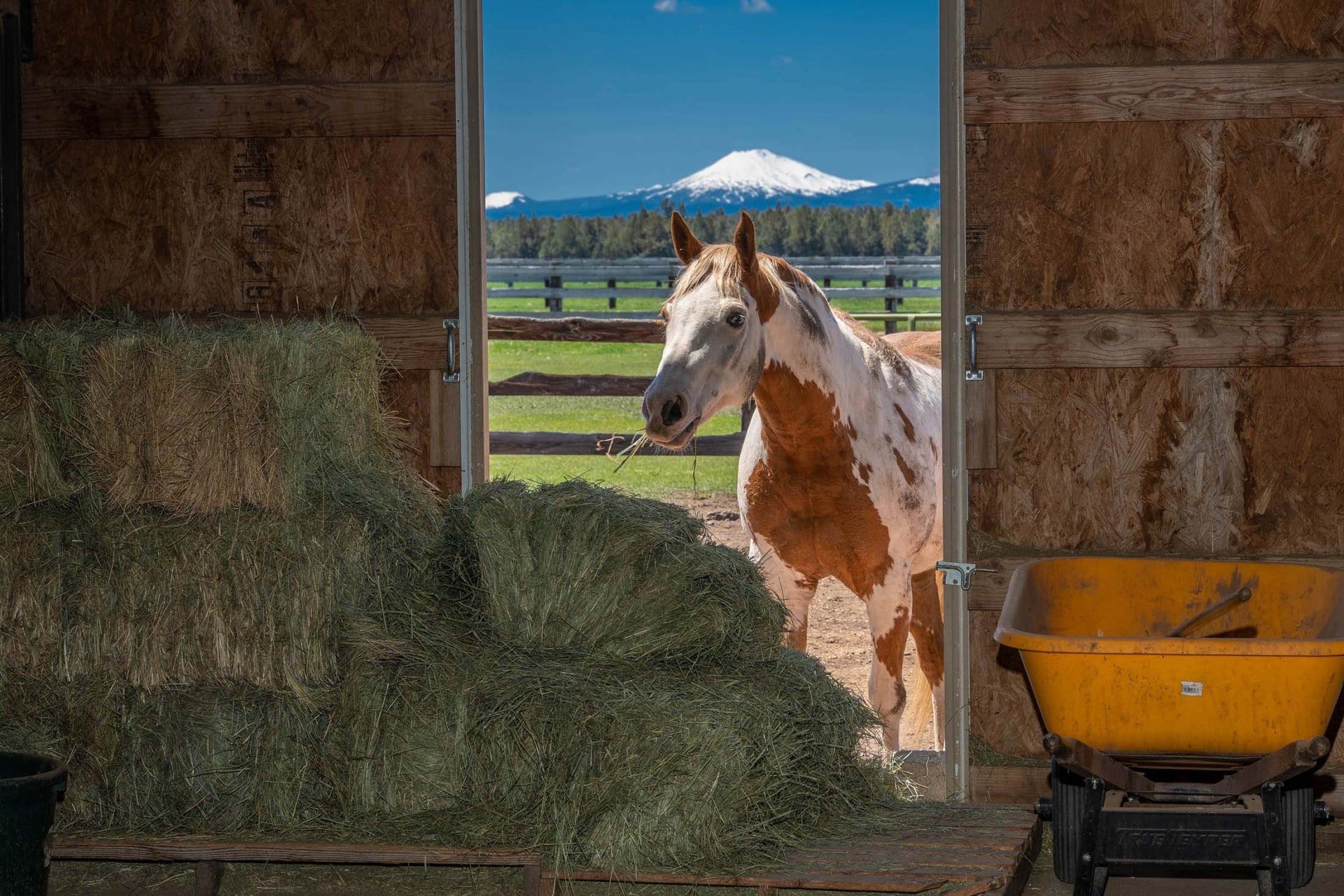 Horse oregon redhawk ranch