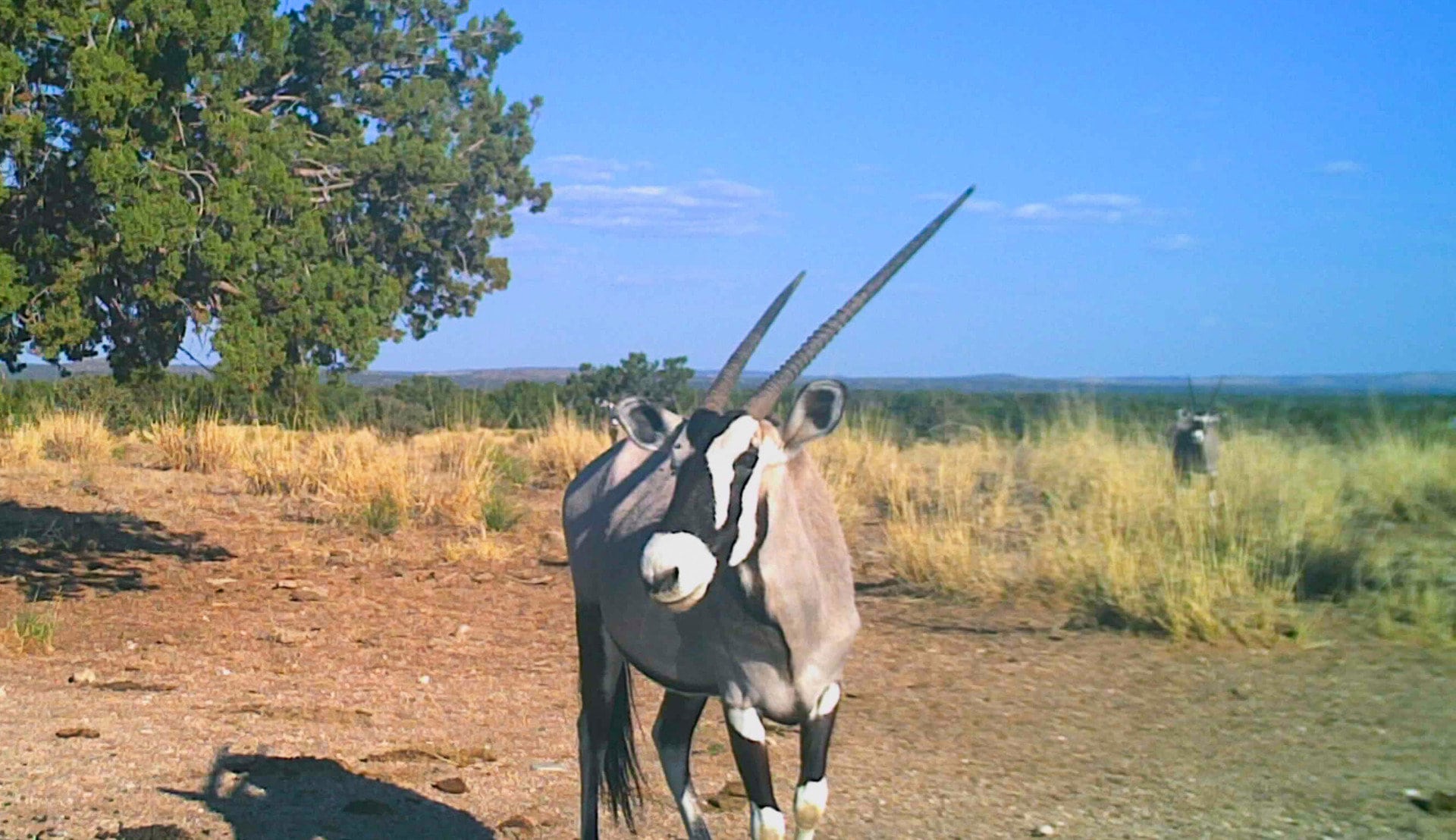 Oryx game camera pic new mexico uncle bill's farm & ranch